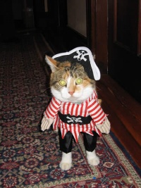 Pirate-kitty.jpg
